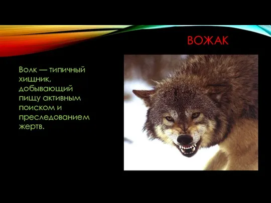 ВОЖАК Волк — типичный хищник, добывающий пищу активным поиском и преследованием жертв.