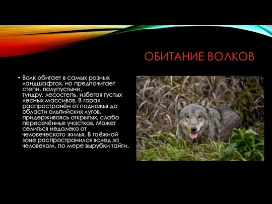 ОБИТАНИЕ ВОЛКОВ Волк обитает в самых разных ландшафтах, но предпочитает степи,