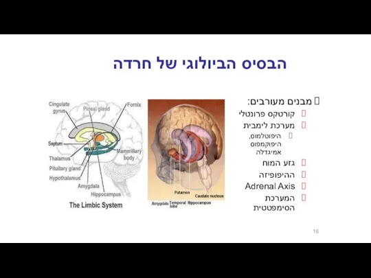 הבסיס הביולוגי של חרדה מבנים מעורבים: קורטקס פרונטלי מערכת לימבית היפוטלמוס,