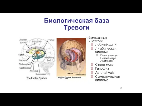 Биологическая база Тревоги Замешанные структуры: Лобные доли Лимбическая система Гипоталамус, Гипокампус