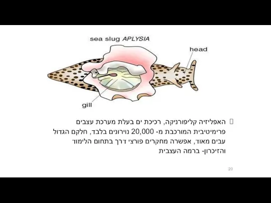 האפליזיה קליפורניקה, רכיכת ים בעלת מערכת עצבים פרימיטיבית המורכבת מ- 20,000