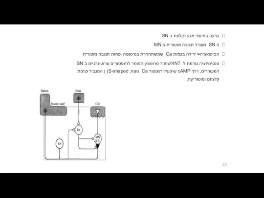 נגיעה בחישני מגע נקלטת ב SN ה SN מעורר תגובה מוטורית