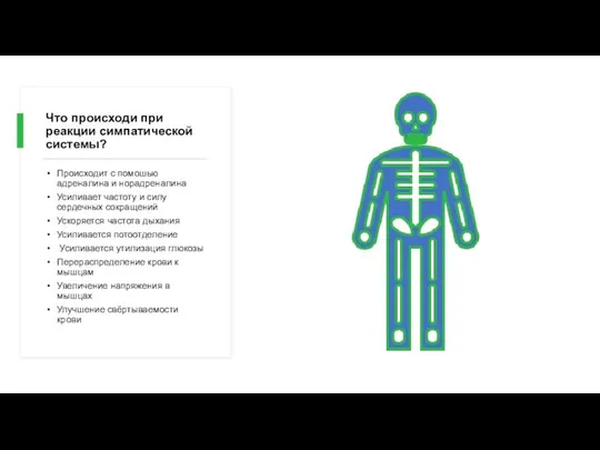 Что происходи при реакции симпатической системы? Происходит с помошью адреналина и