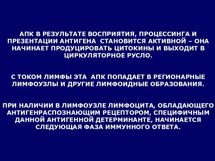 АПК В РЕЗУЛЬТАТЕ ВОСПРИЯТИЯ, ПРОЦЕССИНГА И ПРЕЗЕНТАЦИИ АНТИГЕНА СТАНОВИТСЯ АКТИВНОЙ –