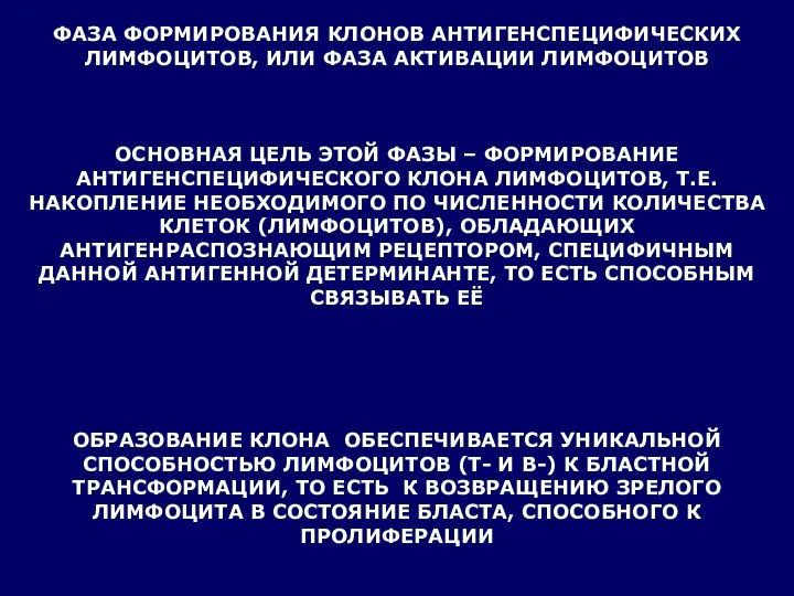 ФАЗА ФОРМИРОВАНИЯ КЛОНОВ АНТИГЕНСПЕЦИФИЧЕСКИХ ЛИМФОЦИТОВ, ИЛИ ФАЗА АКТИВАЦИИ ЛИМФОЦИТОВ ОСНОВНАЯ ЦЕЛЬ