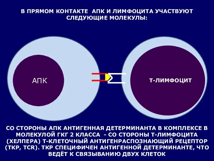 В ПРЯМОМ КОНТАКТЕ АПК И ЛИМФОЦИТА УЧАСТВУЮТ СЛЕДУЮЩИЕ МОЛЕКУЛЫ: АПК Т-ЛИМФОЦИТ