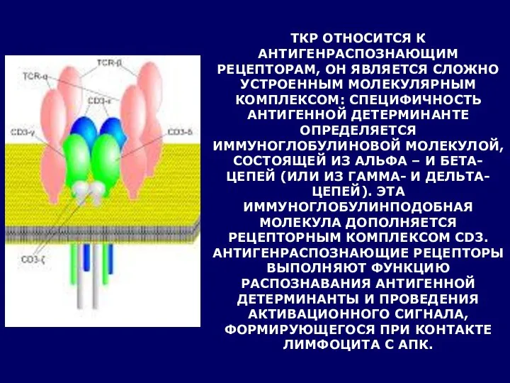 ТКР ОТНОСИТСЯ К АНТИГЕНРАСПОЗНАЮЩИМ РЕЦЕПТОРАМ, ОН ЯВЛЯЕТСЯ СЛОЖНО УСТРОЕННЫМ МОЛЕКУЛЯРНЫМ КОМПЛЕКСОМ: