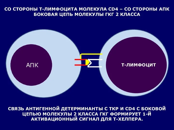 СО СТОРОНЫ Т-ЛИМФОЦИТА МОЛЕКУЛА CD4 – СО СТОРОНЫ АПК БОКОВАЯ ЦЕПЬ