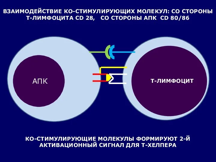 ВЗАИМОДЕЙСТВИЕ КО-СТИМУЛИРУЮЩИХ МОЛЕКУЛ: СО СТОРОНЫ Т-ЛИМФОЦИТА CD 28, СО СТОРОНЫ АПК