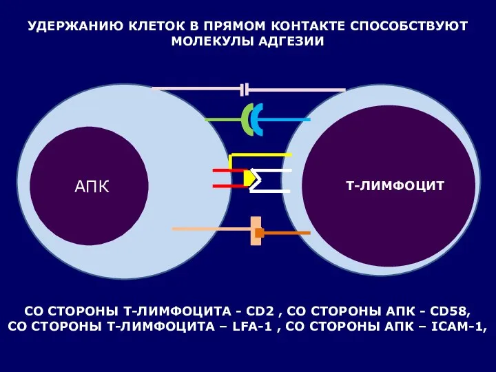 УДЕРЖАНИЮ КЛЕТОК В ПРЯМОМ КОНТАКТЕ СПОСОБСТВУЮТ МОЛЕКУЛЫ АДГЕЗИИ АПК Т-ЛИМФОЦИТ СО