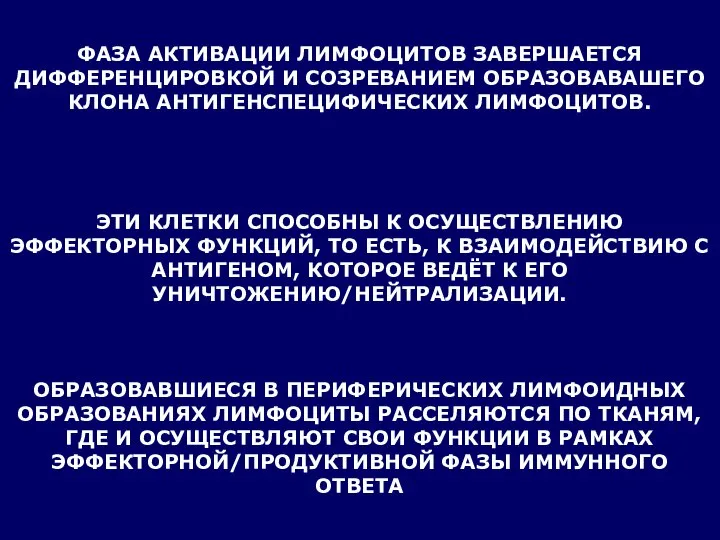 ФАЗА АКТИВАЦИИ ЛИМФОЦИТОВ ЗАВЕРШАЕТСЯ ДИФФЕРЕНЦИРОВКОЙ И СОЗРЕВАНИЕМ ОБРАЗОВАВАШЕГО КЛОНА АНТИГЕНСПЕЦИФИЧЕСКИХ ЛИМФОЦИТОВ.