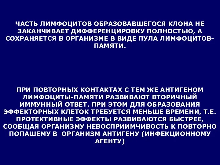 ЧАСТЬ ЛИМФОЦИТОВ ОБРАЗОВАВШЕГОСЯ КЛОНА НЕ ЗАКАНЧИВАЕТ ДИФФЕРЕНЦИРОВКУ ПОЛНОСТЬЮ, А СОХРАНЯЕТСЯ В