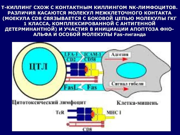 Т-КИЛЛИНГ СХОЖ С КОНТАКТНЫМ КИЛЛИНГОМ NK-ЛИМФОЦИТОВ. РАЗЛИЧИЯ КАСАЮТСЯ МОЛЕКУЛ МЕЖКЛЕТОЧНОГО КОНТАКТА