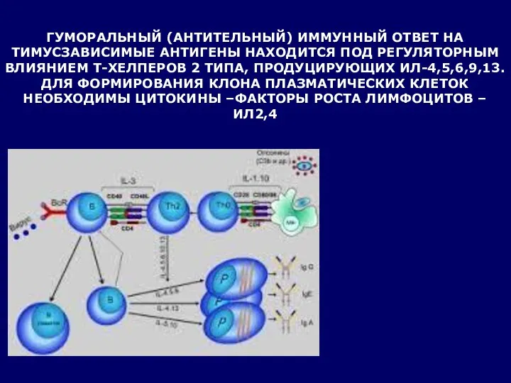 ГУМОРАЛЬНЫЙ (АНТИТЕЛЬНЫЙ) ИММУННЫЙ ОТВЕТ НА ТИМУСЗАВИСИМЫЕ АНТИГЕНЫ НАХОДИТСЯ ПОД РЕГУЛЯТОРНЫМ ВЛИЯНИЕМ