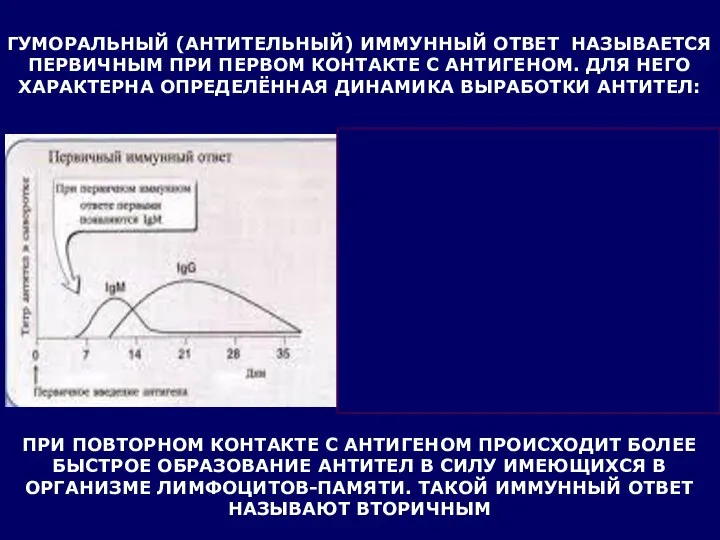 ГУМОРАЛЬНЫЙ (АНТИТЕЛЬНЫЙ) ИММУННЫЙ ОТВЕТ НАЗЫВАЕТСЯ ПЕРВИЧНЫМ ПРИ ПЕРВОМ КОНТАКТЕ С АНТИГЕНОМ.