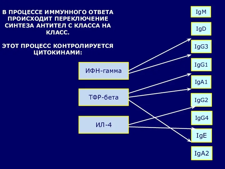 В ПРОЦЕССЕ ИММУННОГО ОТВЕТА ПРОИСХОДИТ ПЕРЕКЛЮЧЕНИЕ СИНТЕЗА АНТИТЕЛ С КЛАССА НА