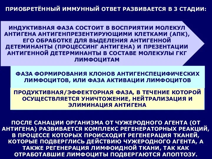 ПРИОБРЕТЁННЫЙ ИММУННЫЙ ОТВЕТ РАЗВИВАЕТСЯ В 3 СТАДИИ: ИНДУКТИВНАЯ ФАЗА СОСТОИТ В