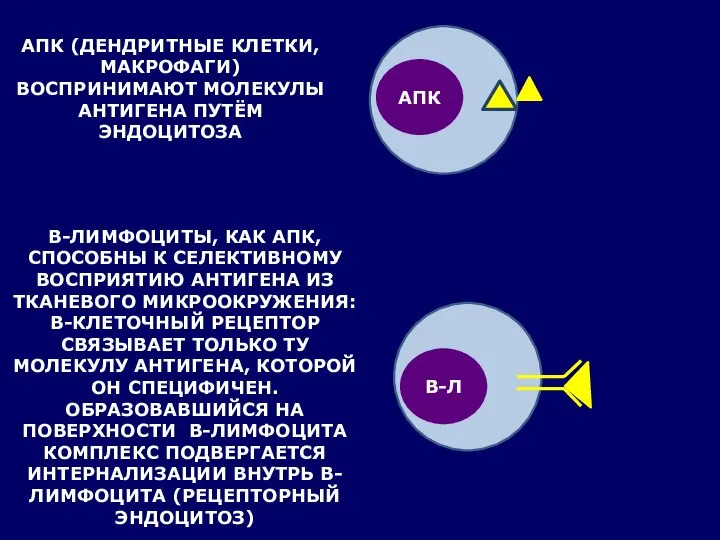 АПК (ДЕНДРИТНЫЕ КЛЕТКИ, МАКРОФАГИ) ВОСПРИНИМАЮТ МОЛЕКУЛЫ АНТИГЕНА ПУТЁМ ЭНДОЦИТОЗА В-ЛИМФОЦИТЫ, КАК