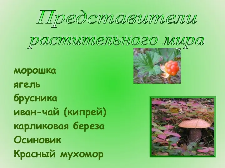 морошка ягель брусника иван-чай (кипрей) карликовая береза Осиновик Красный мухомор растительного мира Представители