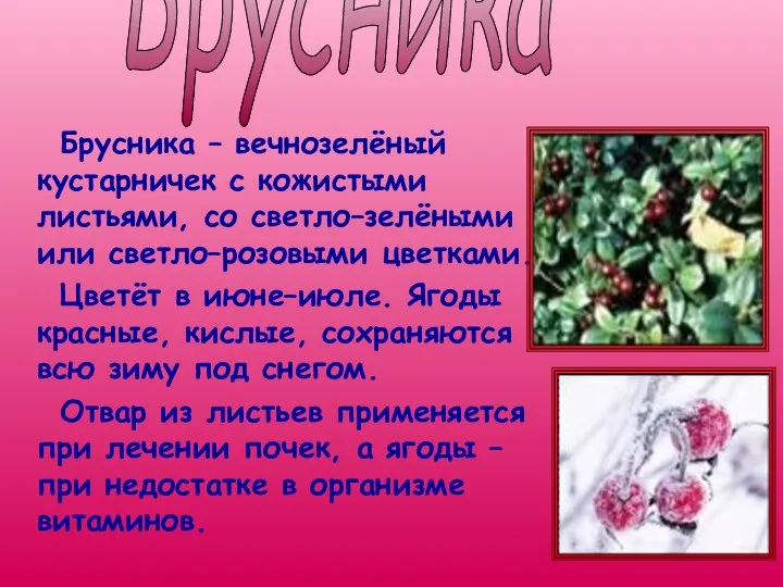 Брусника – вечнозелёный кустарничек с кожистыми листьями, со светло–зелёными или светло–розовыми