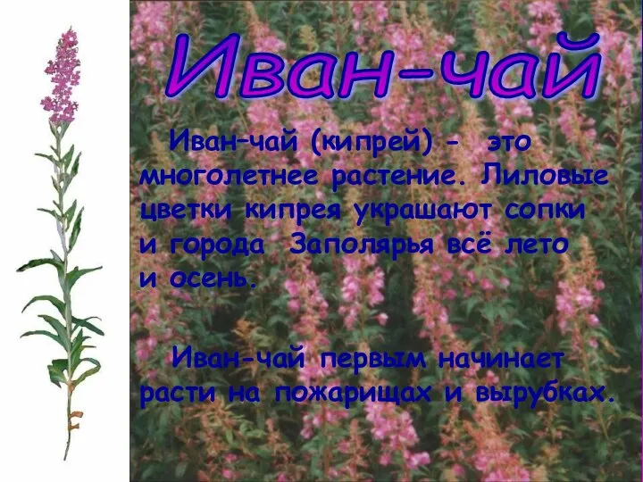 Иван–чай (кипрей) - это многолетнее растение. Лиловые цветки кипрея украшают сопки