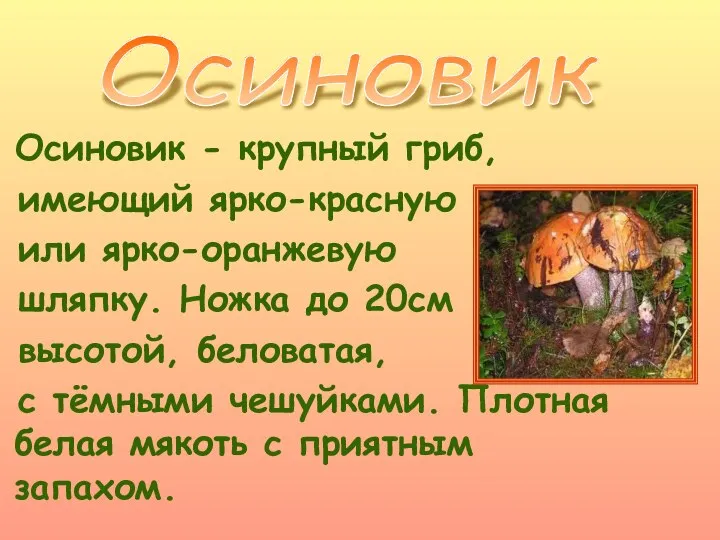 Осиновик - крупный гриб, имеющий ярко-красную или ярко-оранжевую шляпку. Ножка до