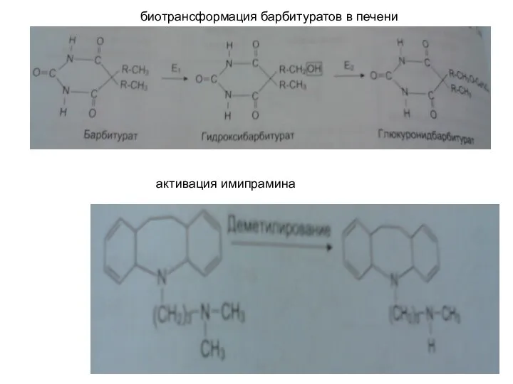 биотрансформация барбитуратов в печени активация имипрамина