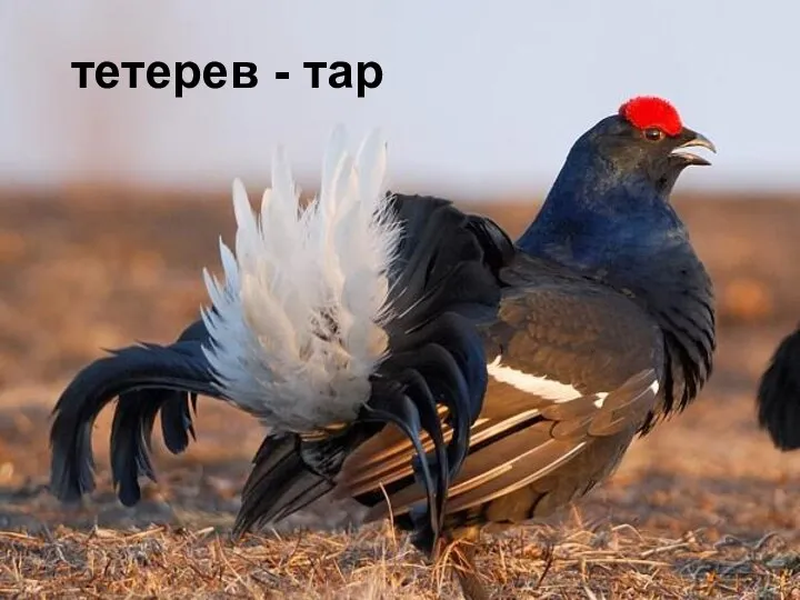 тетерев - тар