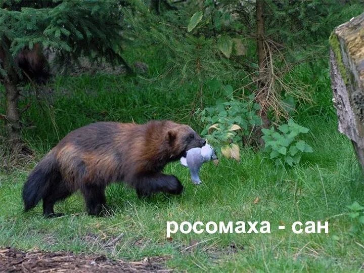 росомаха - сан