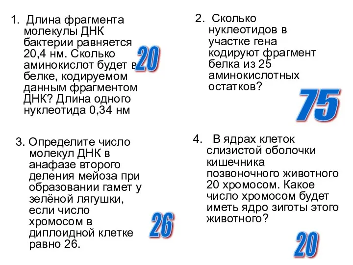 4. В ядрах клеток слизистой оболочки кишечника позвоночного животного 20 хромосом.