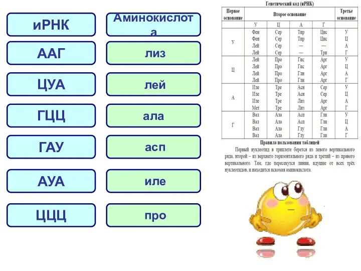 иРНК ААГ ЦУА ГЦЦ ГАУ АУА Аминокислота лиз лей ала асп иле ЦЦЦ про