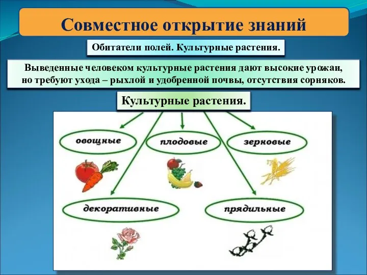 Совместное открытие знаний Обитатели полей. Культурные растения. Выведенные человеком культурные растения