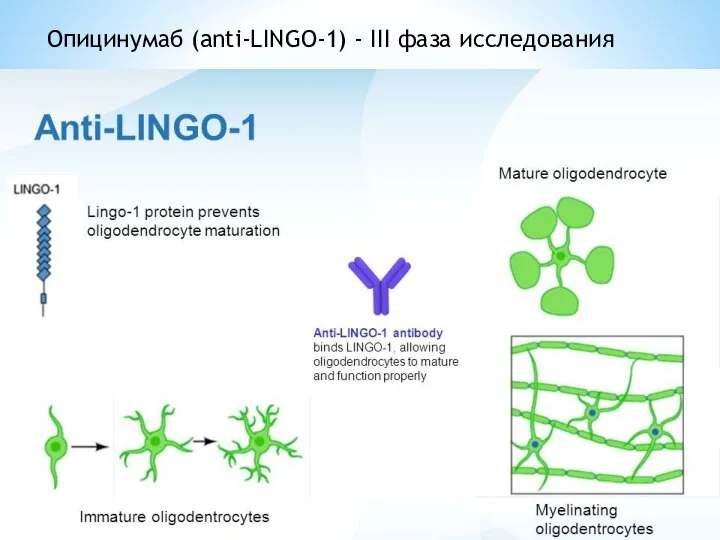 Опицинумаб (anti-LINGO-1) - III фаза исследования