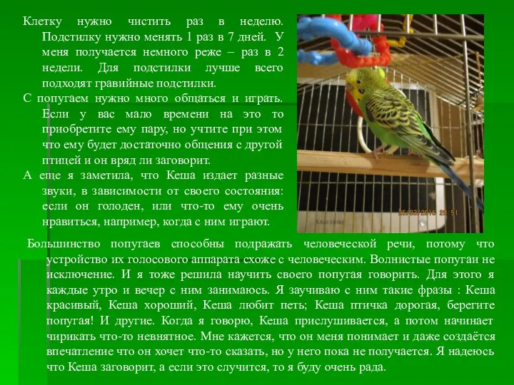 Большинство попугаев способны подражать человеческой речи, потому что устройство их голосового