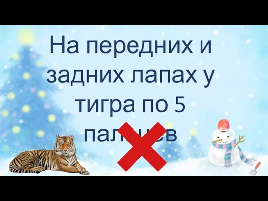 На передних и задних лапах у тигра по 5 пальцев