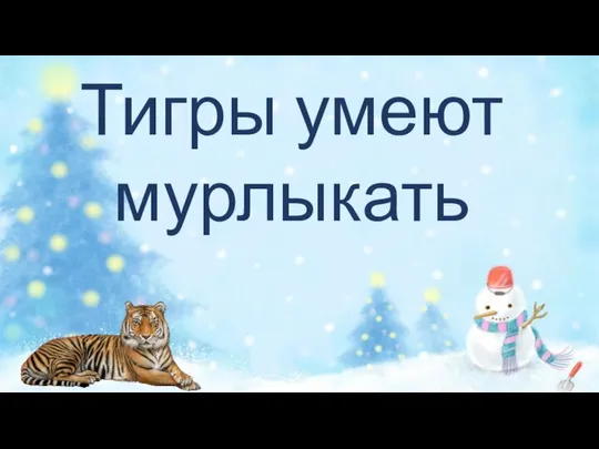 Тигры умеют мурлыкать