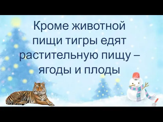 Кроме животной пищи тигры едят растительную пищу – ягоды и плоды