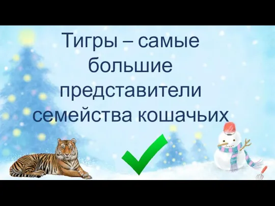 Тигры – самые большие представители семейства кошачьих