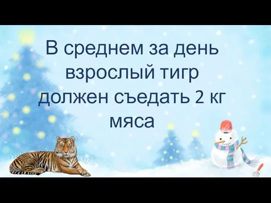 В среднем за день взрослый тигр должен съедать 2 кг мяса