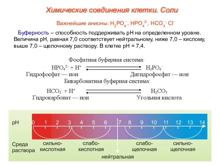 Важнейшие анионы: Н2РО4-, НРО42-, НСО3-, Сl- Буферность – способность поддерживать рН