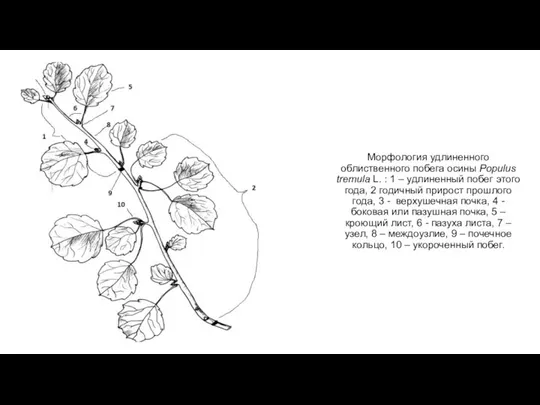 Морфология удлиненного облиственного побега осины Populus tremula L. : 1 –