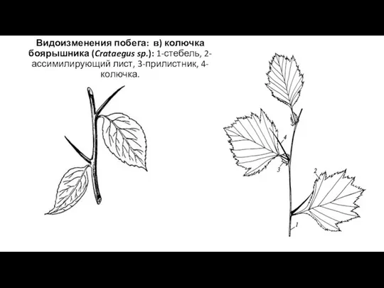 Видоизменения побега: в) колючка боярышника (Crataegus sp.): 1-стебель, 2-ассимилирующий лист, 3-прилистник, 4-колючка.