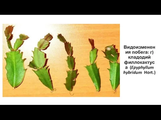 Видоизменения побега: г) кладодий филлокактуса (Epyphyllum hybridum Hort.)