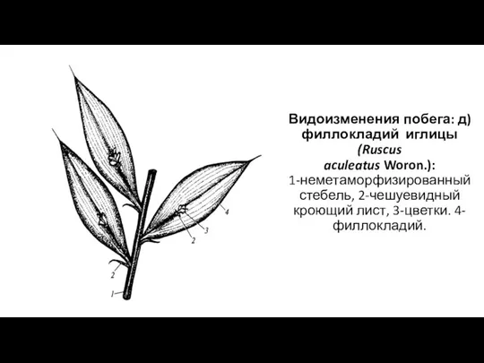 Видоизменения побега: д) филлокладий иглицы (Ruscus aculeatus Woron.): 1-неметаморфизированный стебель, 2-чешуевидный кроющий лист, 3-цветки. 4-филлокладий.