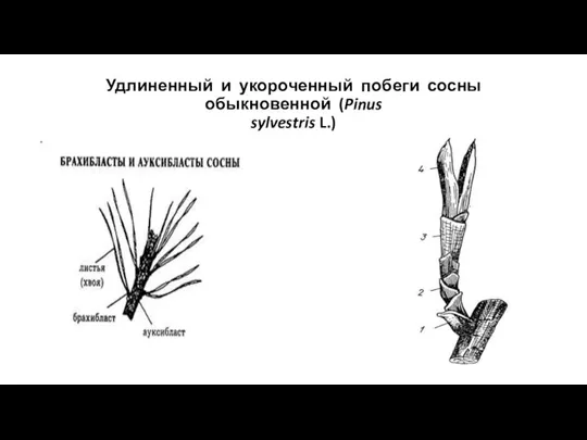 Удлиненный и укороченный побеги сосны обыкновенной (Pinus sylvestris L.)