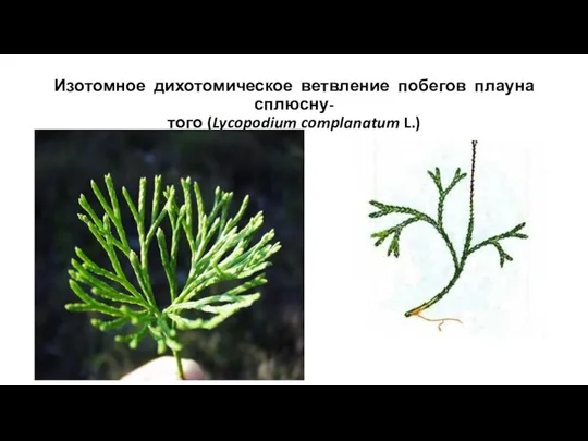 Изотомное дихотомическое ветвление побегов плауна сплюсну- того (Lycopodium complanatum L.)