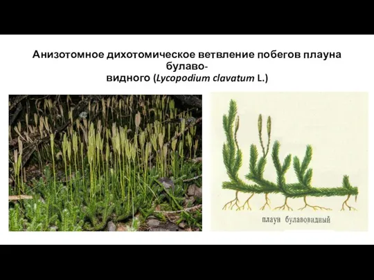 Анизотомное дихотомическое ветвление побегов плауна булаво- видного (Lycopodium clavatum L.)