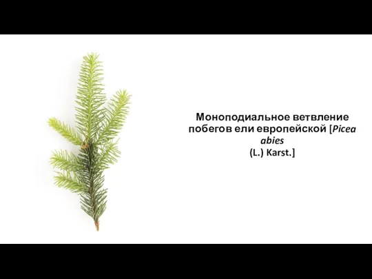 Моноподиальное ветвление побегов ели европейской [Picea abies (L.) Karst.]