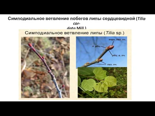 Симподиальное ветвление побегов липы сердцевидной (Tilia cor- data Mill.)