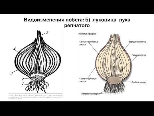 Видоизменения побега: б) луковица лука репчатого